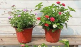 最新八卦爆料奶茶店视频,揭秘最新八卦视频背后的惊人真相